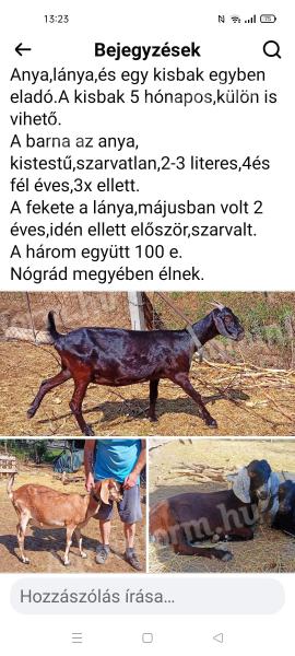 Nubian goat for sale