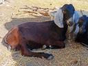 Nubian goat for sale