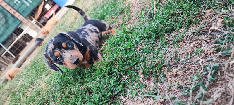 Dackel ist ein reinrassiger Hund