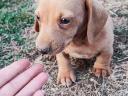 Dachshund purebred dog