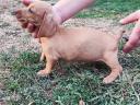 Dachshund purebred dog