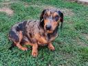 Dachshund purebred dog