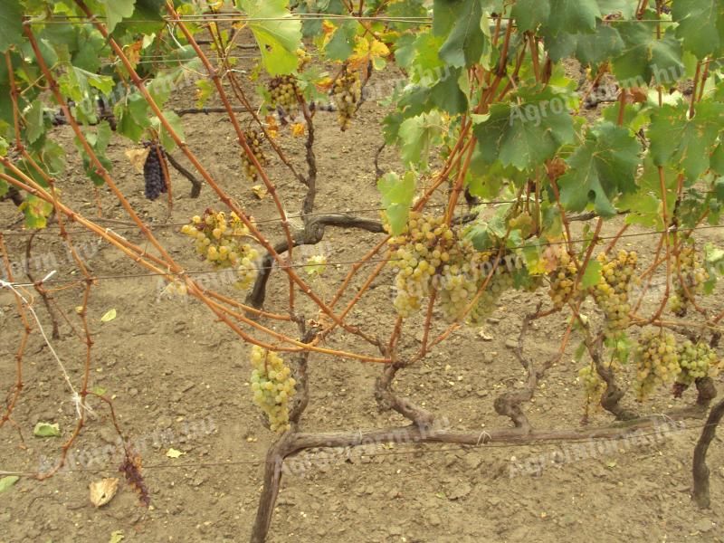 Mixed grapes for sale in Kistarcha