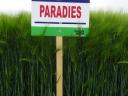 Paradies barley seed for sale