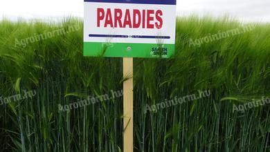 Paradies barley seed for sale