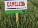 Cameleon winter wheat seeds for sale