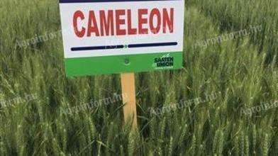 Cameleon winter wheat seeds for sale