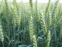 Obiwan winter wheat seed from RWA: strength and high yields are with us