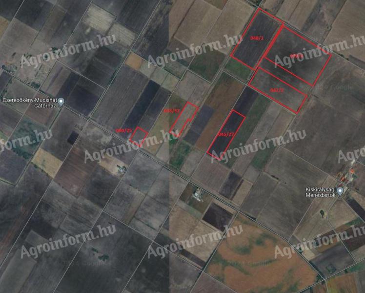 Kreis CSONGRÁD - EPERJES-Landschaft 93,79 ha PFEILLAND und WEIDE zu vermieten