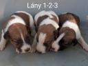 Fox Terrier puppies from registered parents