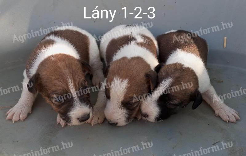 Foxterrier-Welpen von reinrassigen Eltern