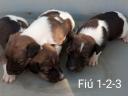 Fox Terrier puppies from registered parents