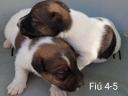 Fox Terrier puppies from registered parents