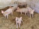 6 10 week old piglets for sale