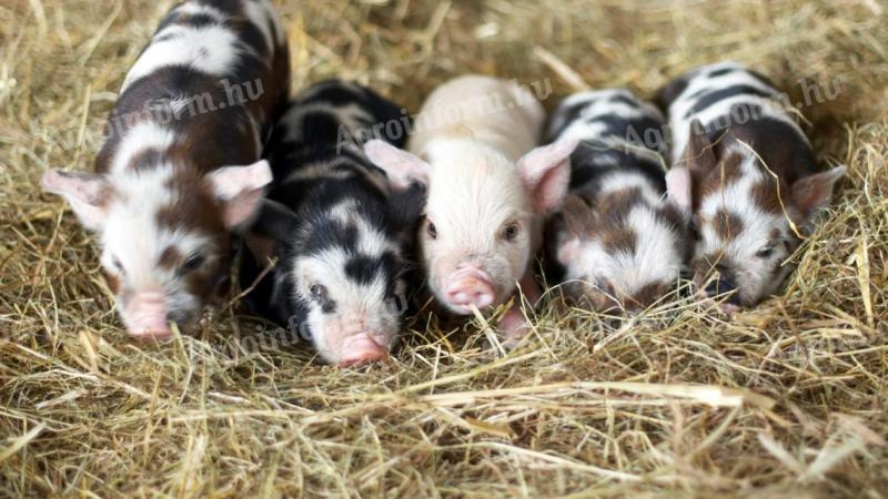 Choice of Vietnamese piglets - different sizes