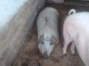 Mangalica mixed fattening pig for sale