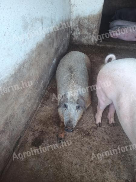 Smíšená výkrmová prasata Mangalica na prodej