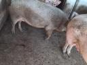 Mangalica mixed fattening pig for sale