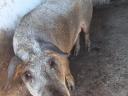 Mangalica mixed fattening pig for sale