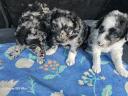 Mudi puppies looking for owners