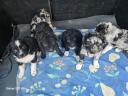 Mudi puppies looking for owners