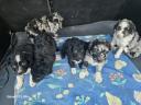 Mudi puppies looking for owners