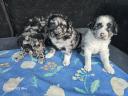 Mudi puppies looking for owners