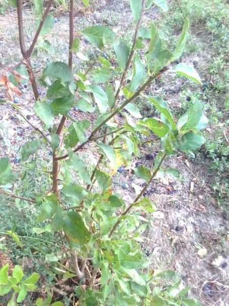 Penyigei do not know plum saplings for sale