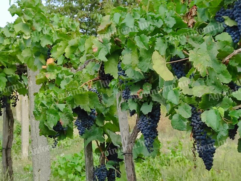 Blue Franc grapes