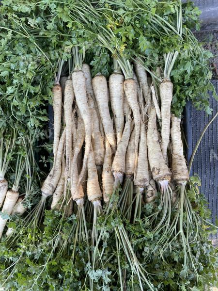 Parsley root