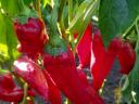 Hot peppers for sale