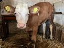 Bull calves for sale