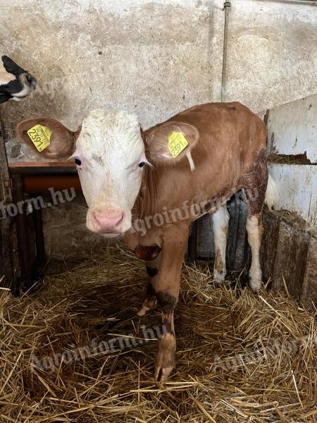 Bullenkalb zu verkaufen