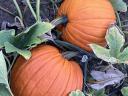 Halloween pumpkins for sale in bulk