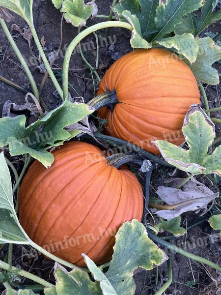 Dovleci de Halloween de vânzare în vrac