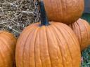 Halloween pumpkins for sale in bulk