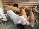 Election piglets