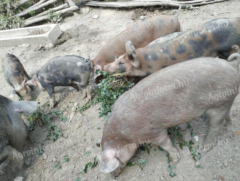 Piglets for sale