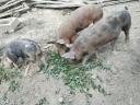 Piglets for sale