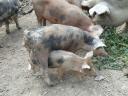 Piglets for sale