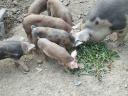 Piglets for sale