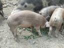 Piglets for sale