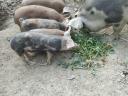 Piglets for sale