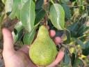 Pears for sale