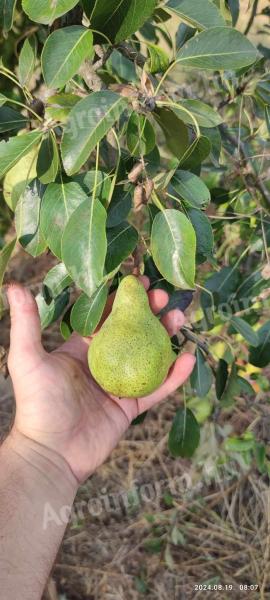 Pears for sale