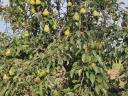 Pears for sale