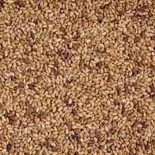 Purified lucerne seeds for sale