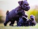 Schnauzer puppies available for adoption