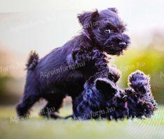 Schnauzer puppies available for adoption