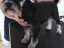 Schnauzer puppies available for adoption